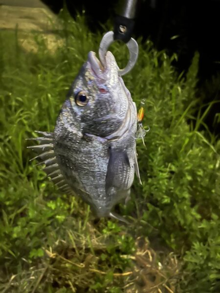 大分川　釣行