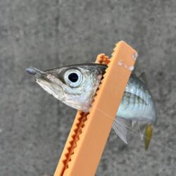 アジング