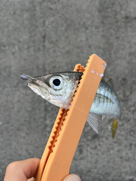 アジング