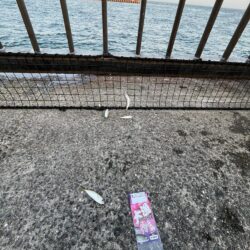 台風明け　サビキ御三家大量発生中