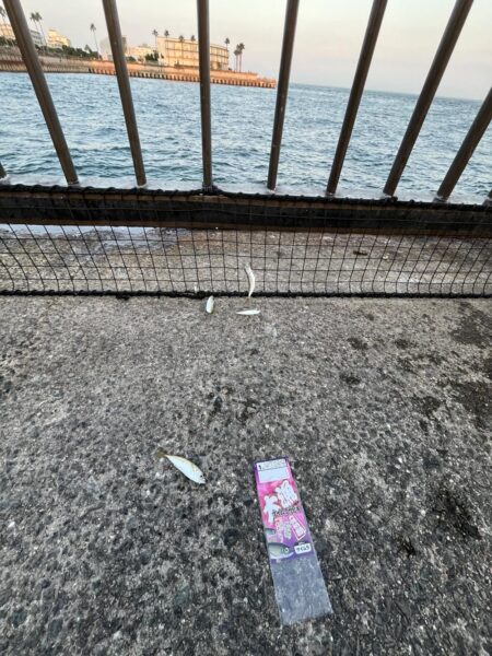 台風明け　サビキ御三家大量発生中