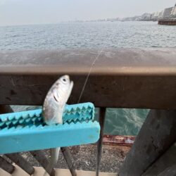 雨が降る前にカラバリとサビキ