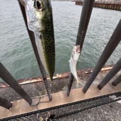 雨のあいまにサビキ