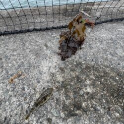 サビキ渋め