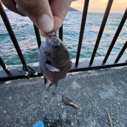 梅雨明け　魚より人が多い