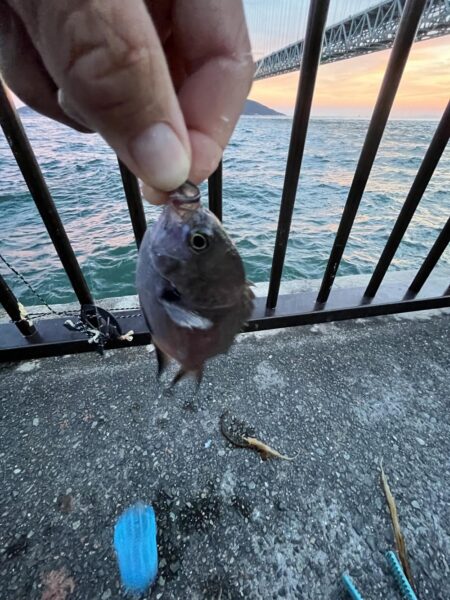 梅雨明け　魚より人が多い