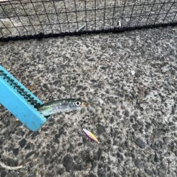 渋い①