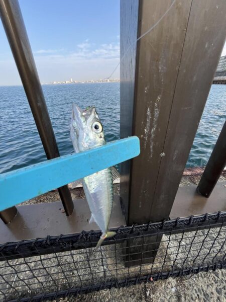 渋い②