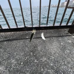 アジ渋い　イワシ発生中