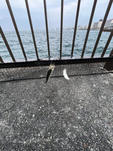 アジ渋い　イワシ発生中