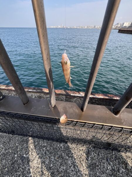 アジ少なめイワシ多め