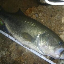 7月10日　一庫ダム釣行