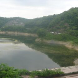 初夏のニゴイ