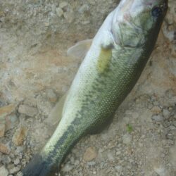 一庫ダム釣行　7月22日
