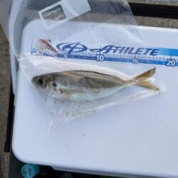シロギス釣り