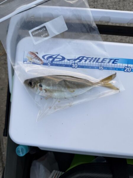 シロギス釣り