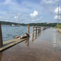 穴水町フカセチヌ
