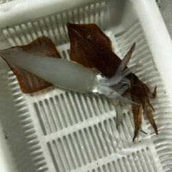 大人の夜遊び〜イカメタル