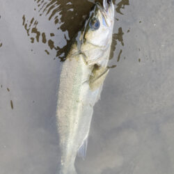 トップウォーターシーバス(いわき市)