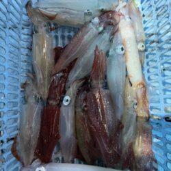 ぼちぼち釣れたマイカ