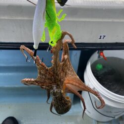 今季初船タコ
