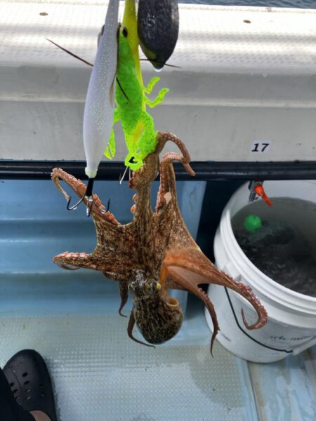 今季初船タコ