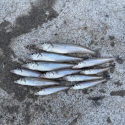 夏の漁港釣り