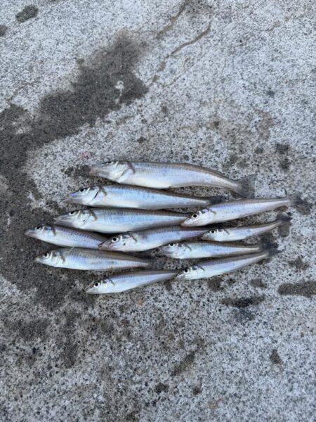 夏の漁港釣り