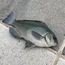 ライトカゴ釣りで