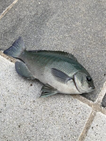 ライトカゴ釣りで