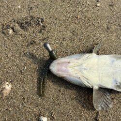 マゴチ釣り