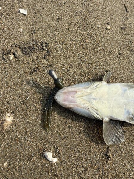 マゴチ釣り