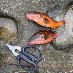 シブダイ