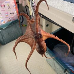 日に日に大きくなってます