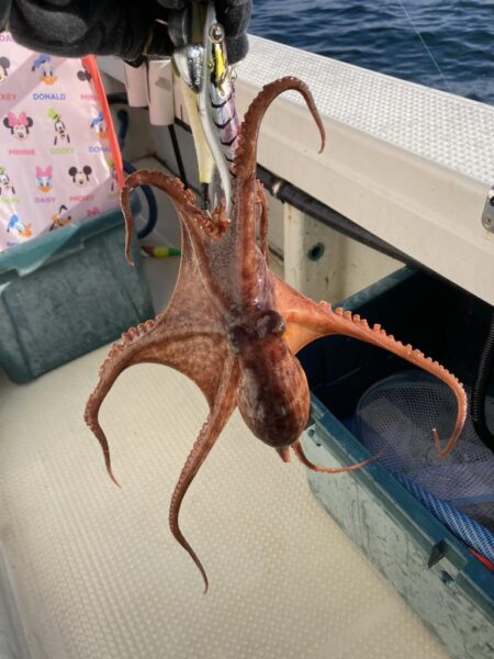 日に日に大きくなってます