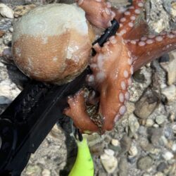 オクトパッシング