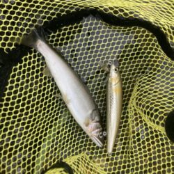県北アユイング〜短時間釣行〜