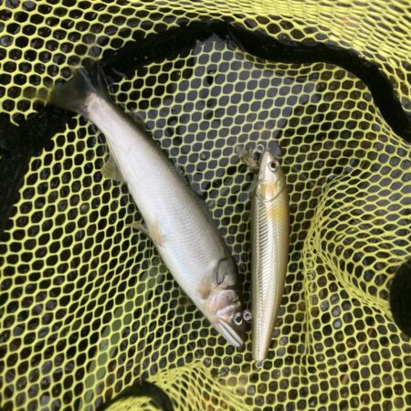 県北アユイング〜短時間釣行〜