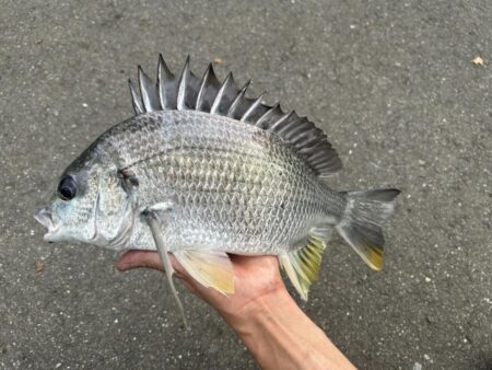 浦上川釣行