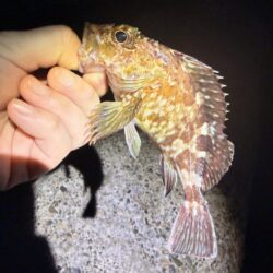 暑くて釣りに行く気がしない。の巻