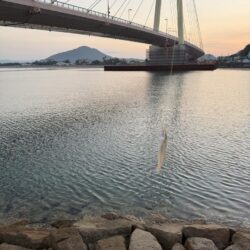 シロギス釣り