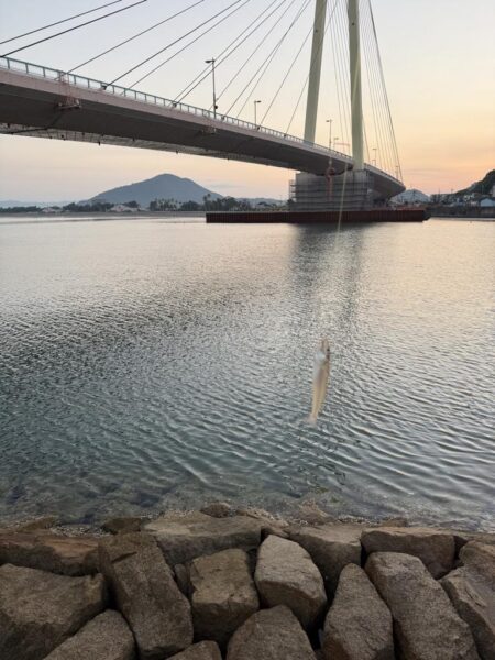 シロギス釣り