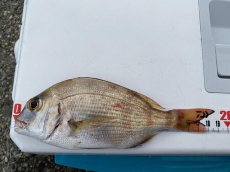 大多数ピンギスのシロギスタ