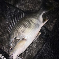 ヘチって来ました