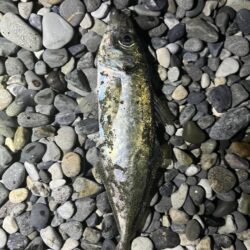 アジはまだ釣れるのか