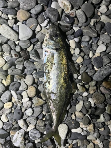 アジはまだ釣れるのか