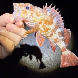 アコウ現る