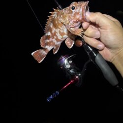 アジ探しが転じてイカ釣査