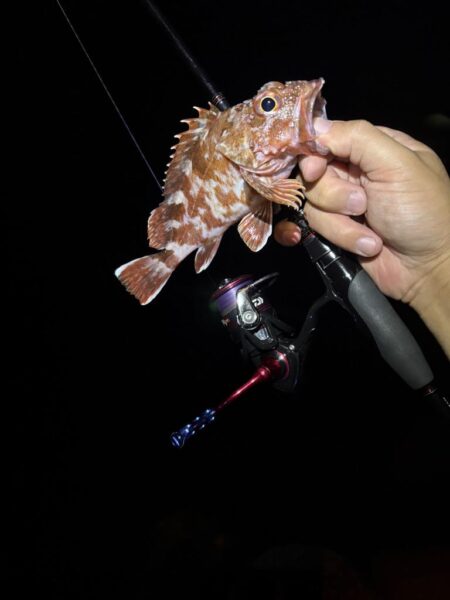 アジ探しが転じてイカ釣査