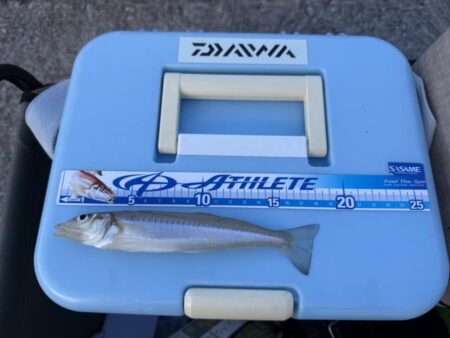 シロギス釣り